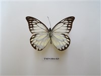 藏品(鋸粉蝶)的圖片